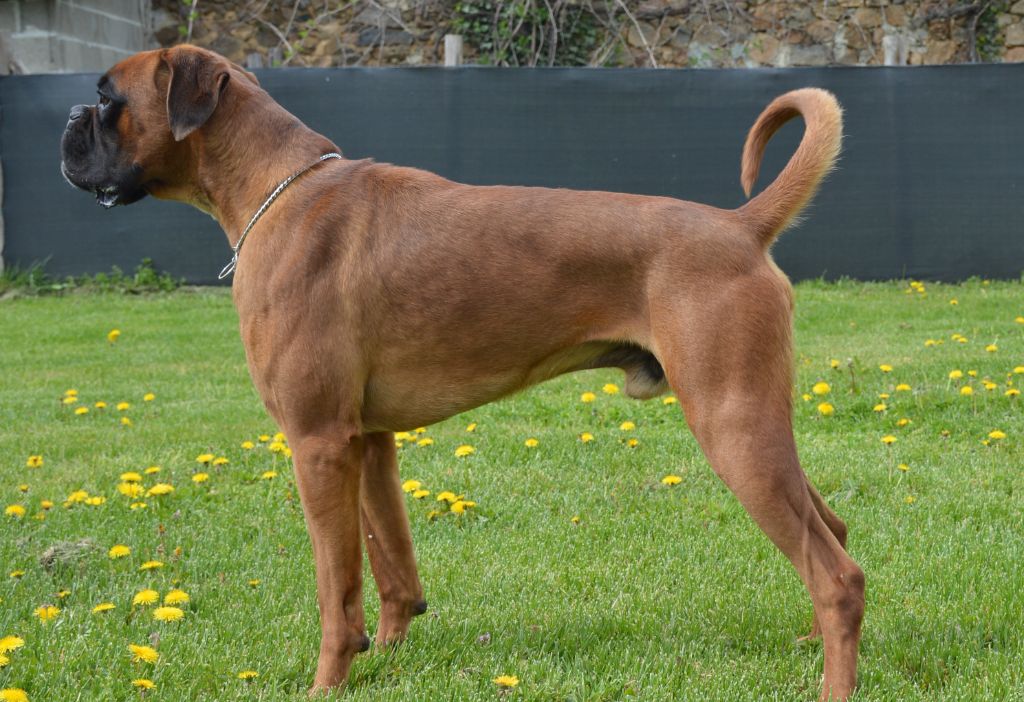 Snoopy De La Vallée Des Borderies