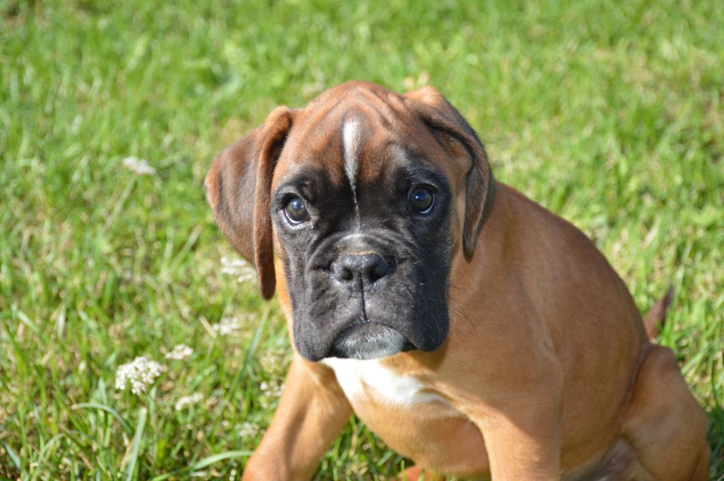 De La Vallée Des Borderies - Chiot disponible  - Boxer