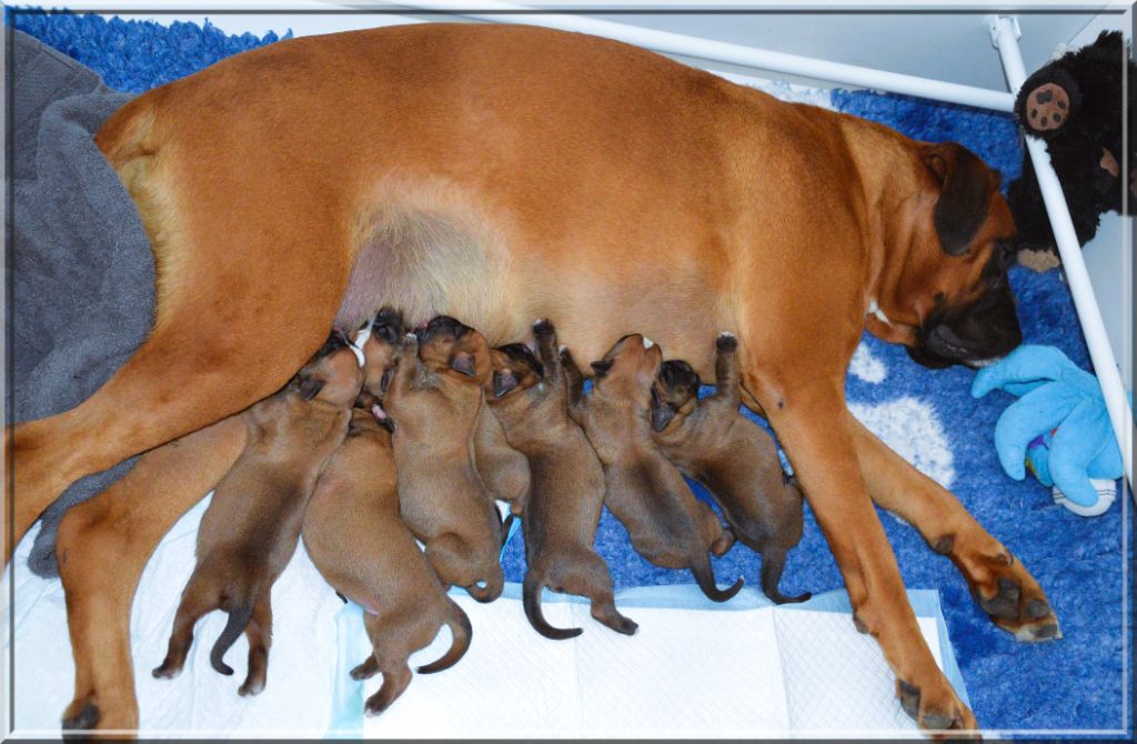 chiot Boxer De La Vallée Des Borderies