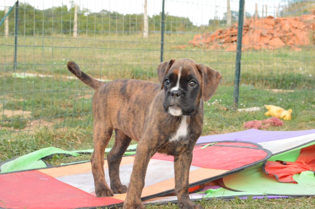 Roxy De La Vallée Des Borderies