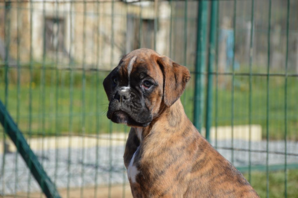 Simba De La Vallée Des Borderies