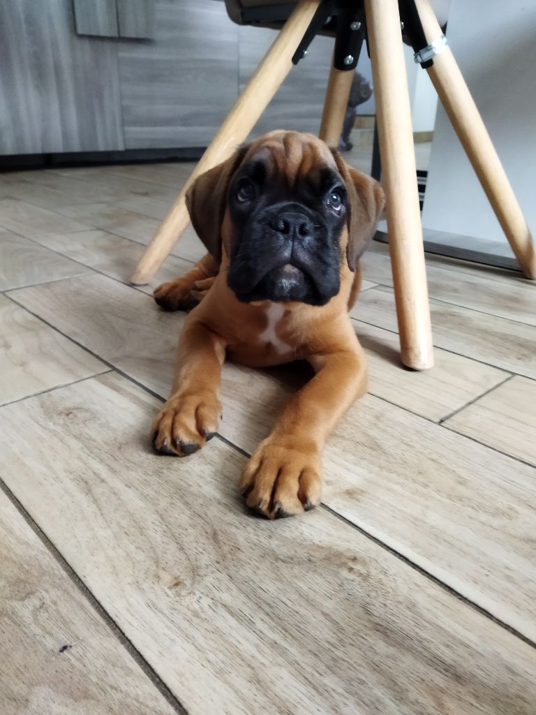 Tyson De La Vallée Des Borderies