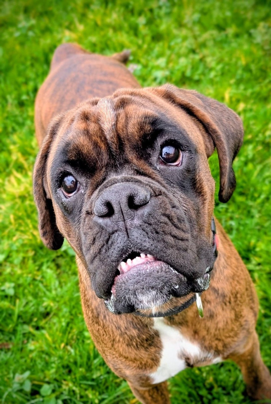 Athéna De La Vallée Des Borderies