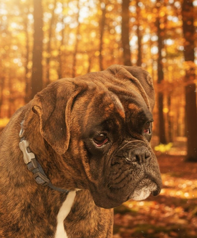 Aloa De La Vallée Des Borderies