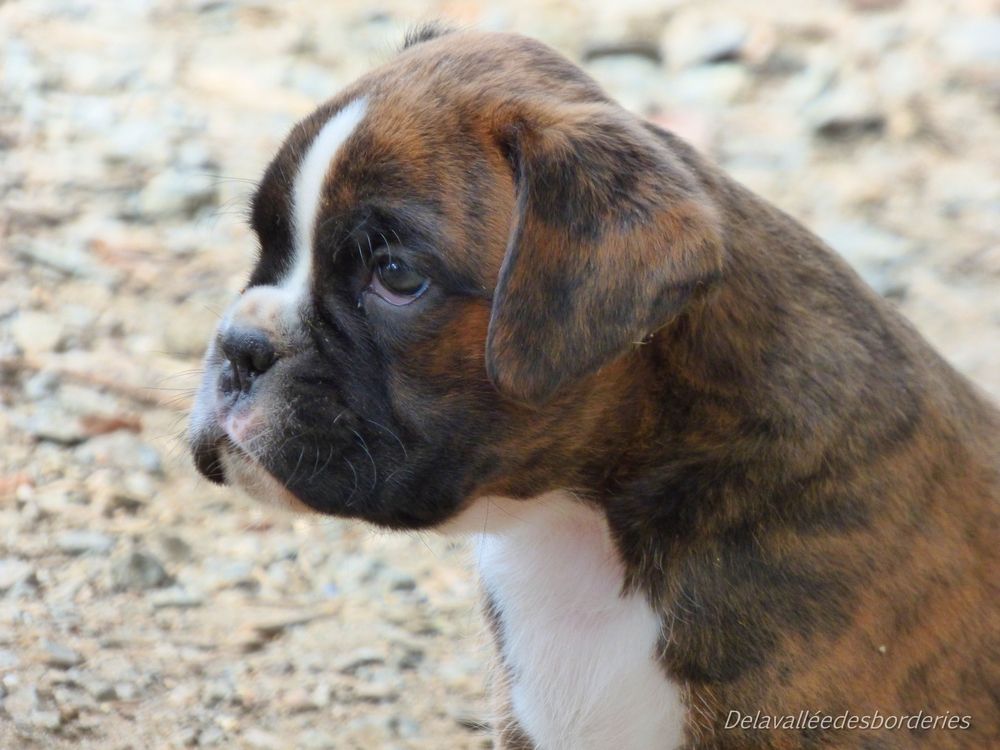Chiots fiona 37 jours