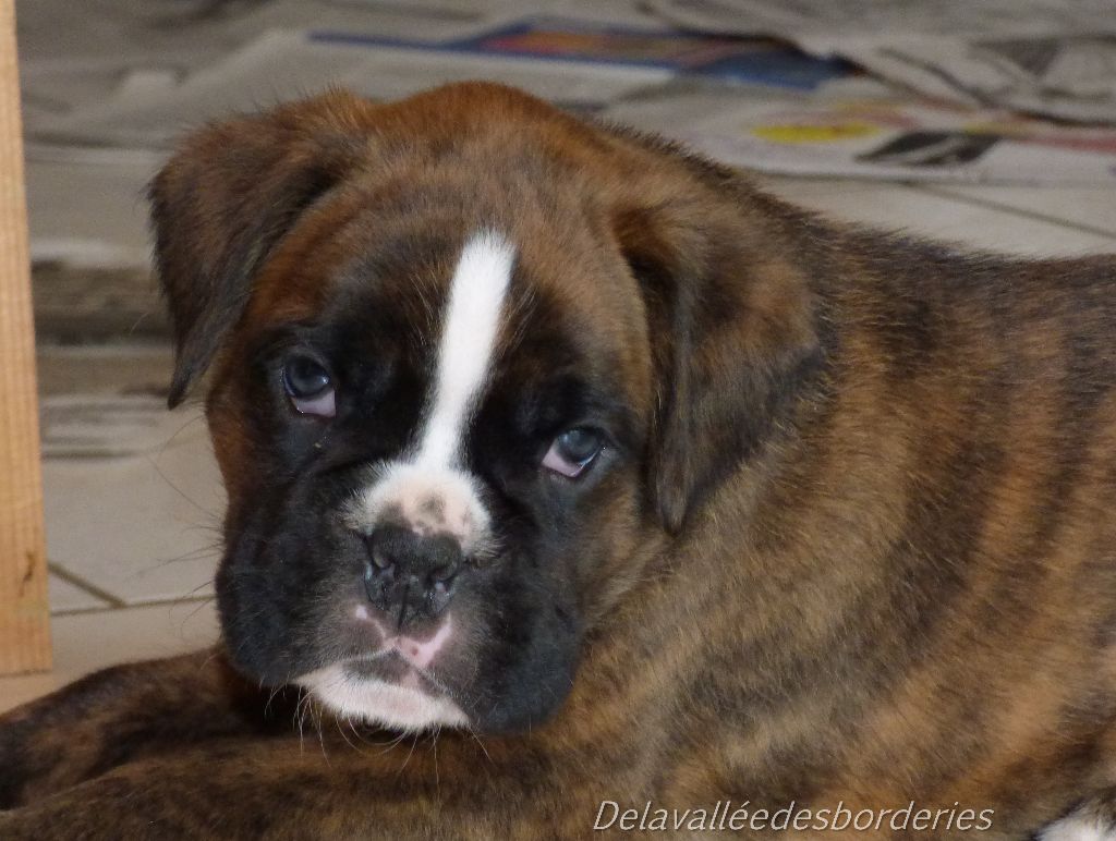 Chiots fiona 34 jours