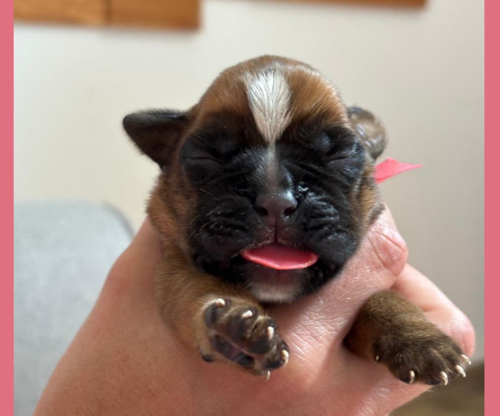 De La Vallée Des Borderies - Chiots disponibles - Boxer