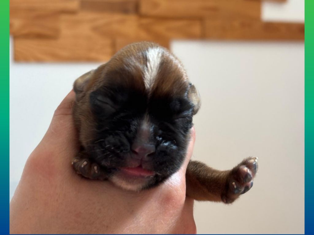 De La Vallée Des Borderies - Chiots disponibles - Boxer