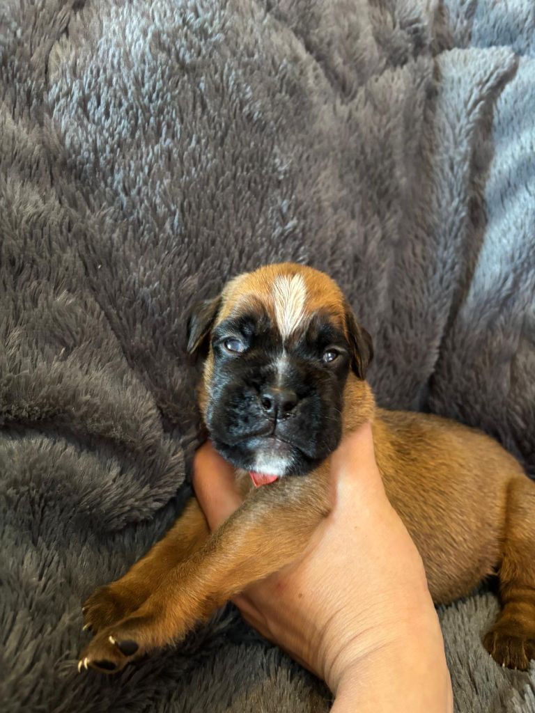 De La Vallée Des Borderies - Chiots disponibles - Boxer