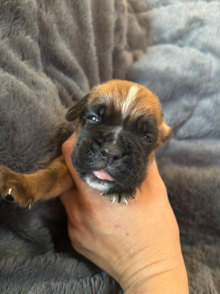 De La Vallée Des Borderies - Chiots disponibles - Boxer