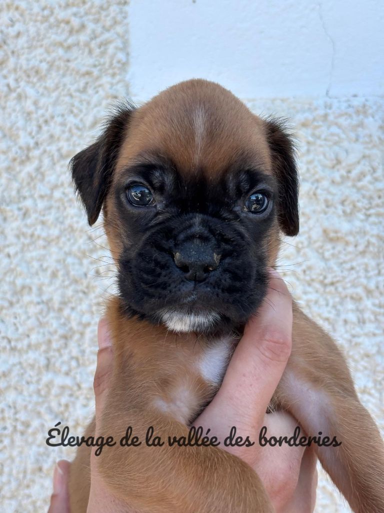 De La Vallée Des Borderies - Chiots disponibles - Boxer