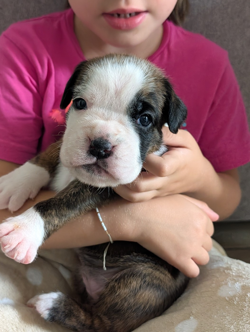 De La Vallée Des Borderies - Chiots disponibles - Boxer