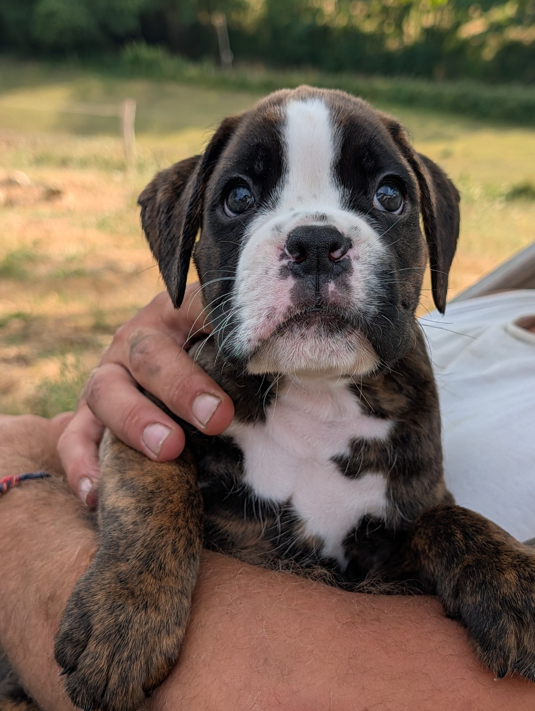 De La Vallée Des Borderies - Chiots disponibles - Boxer