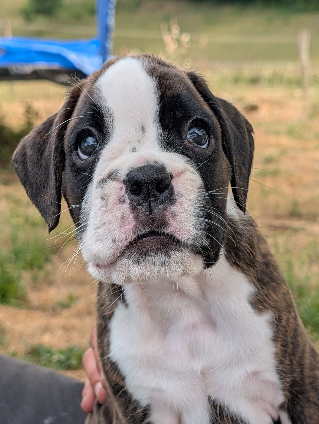 De La Vallée Des Borderies - Chiots disponibles - Boxer