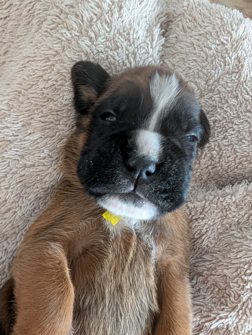 De La Vallée Des Borderies - Chiots disponibles - Boxer