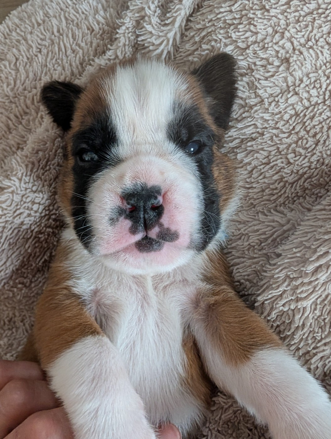 De La Vallée Des Borderies - Chiots disponibles - Boxer