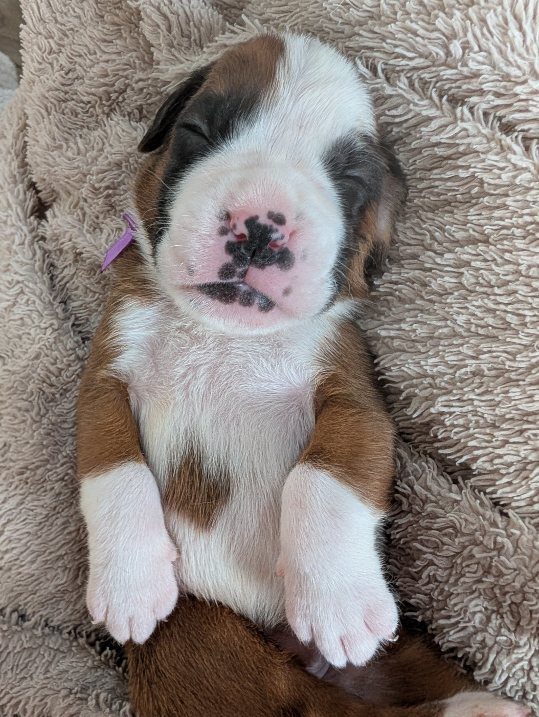 De La Vallée Des Borderies - Chiots disponibles - Boxer
