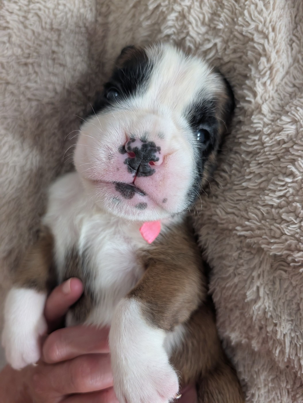 De La Vallée Des Borderies - Chiots disponibles - Boxer