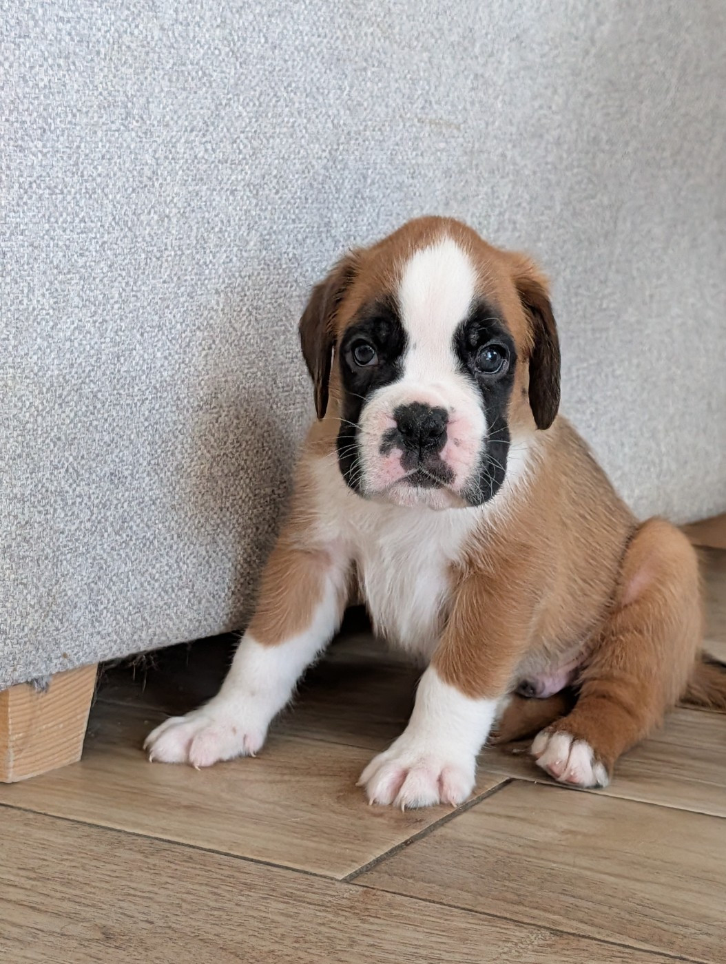 De La Vallée Des Borderies - Chiots disponibles - Boxer