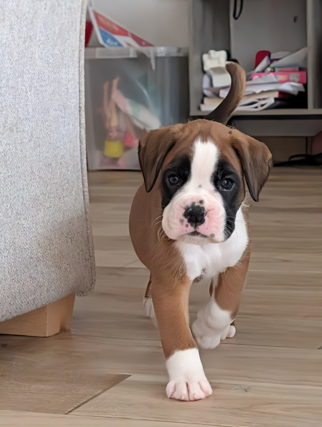 De La Vallée Des Borderies - Chiots disponibles - Boxer