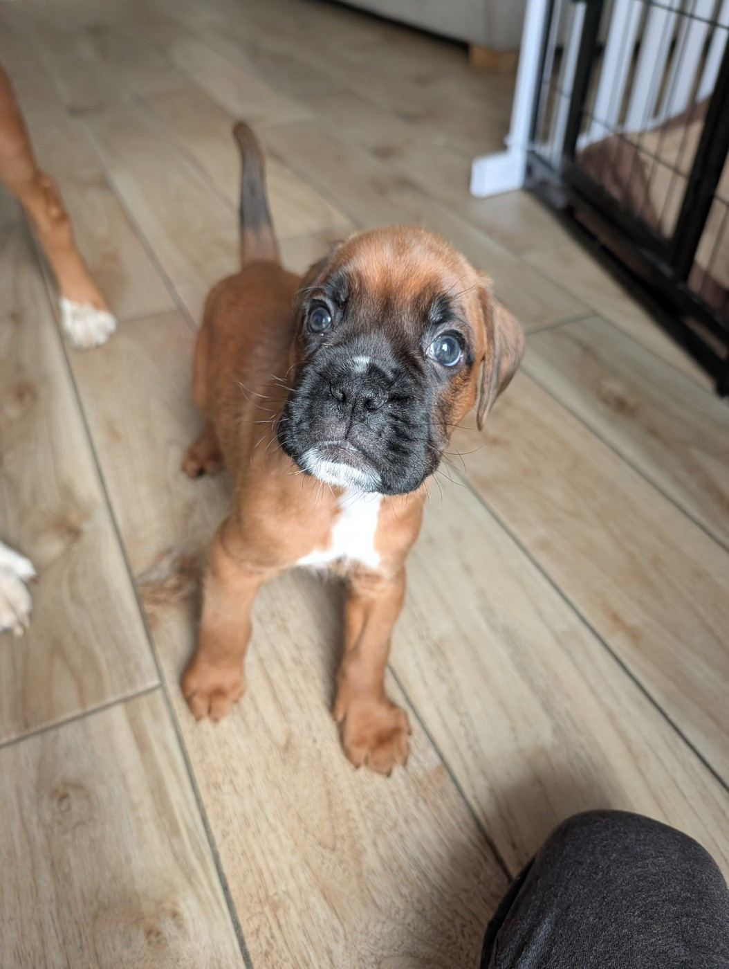De La Vallée Des Borderies - Chiots disponibles - Boxer