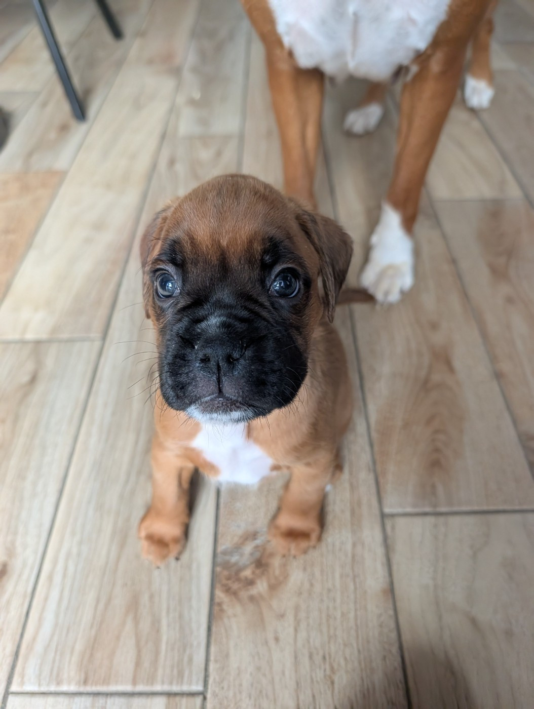 De La Vallée Des Borderies - Chiots disponibles - Boxer