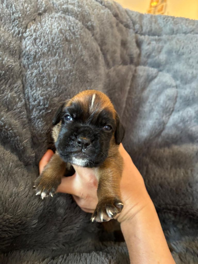 De La Vallée Des Borderies - Chiots disponibles - Boxer