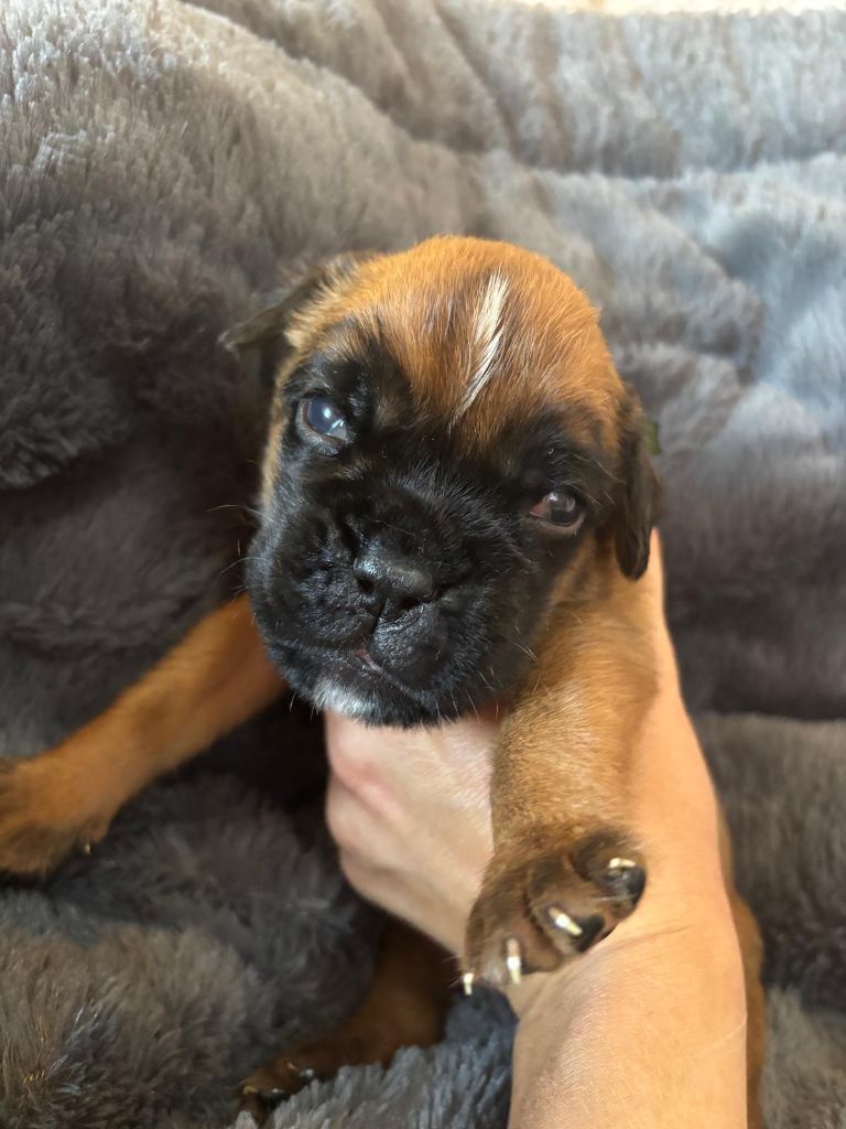 De La Vallée Des Borderies - Chiots disponibles - Boxer