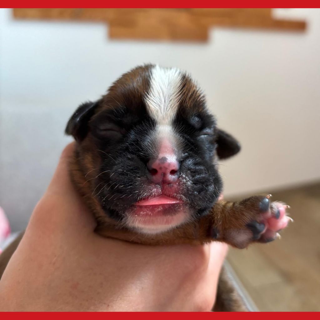 De La Vallée Des Borderies - Chiots disponibles - Boxer