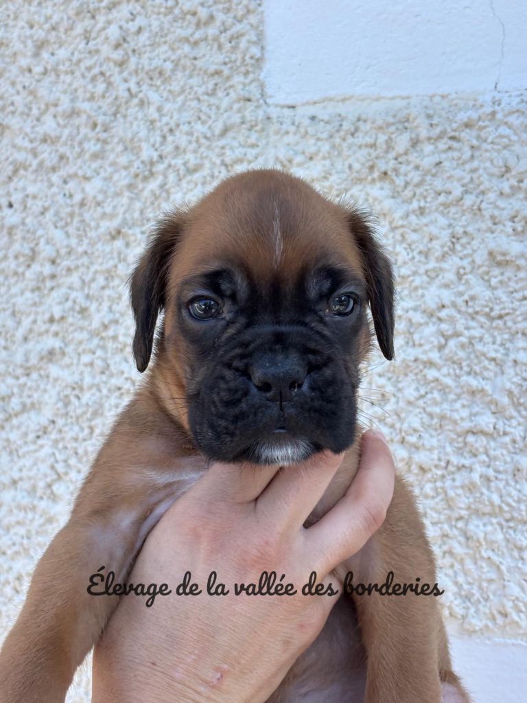 De La Vallée Des Borderies - Chiots disponibles - Boxer