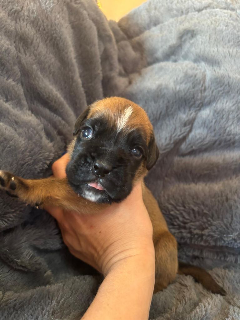 De La Vallée Des Borderies - Chiots disponibles - Boxer
