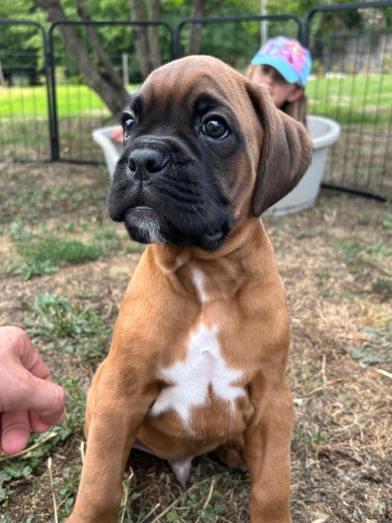 De La Vallée Des Borderies - Chiots disponibles - Boxer