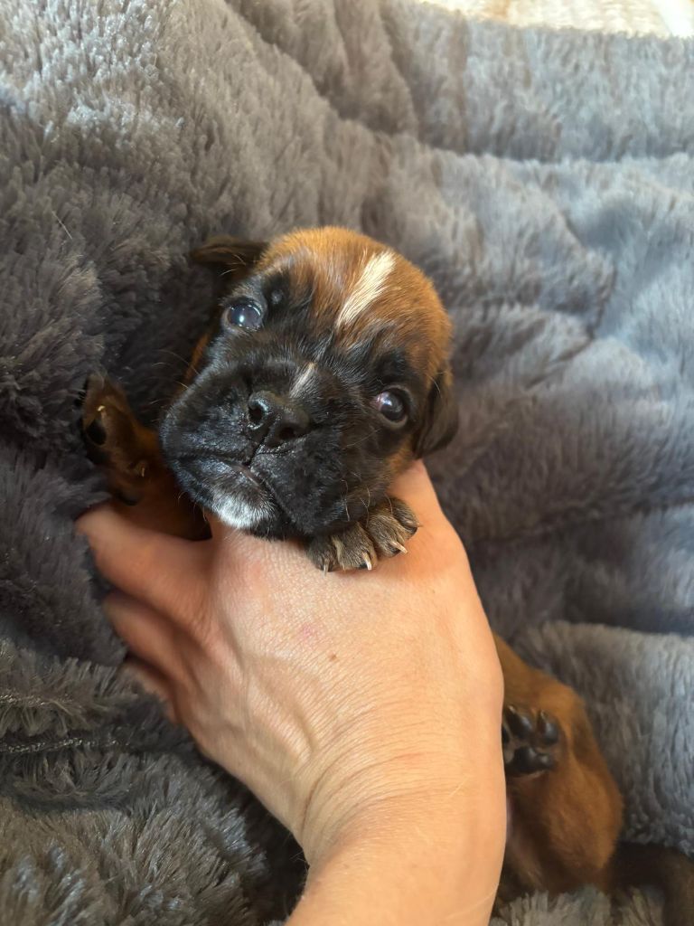 De La Vallée Des Borderies - Chiots disponibles - Boxer