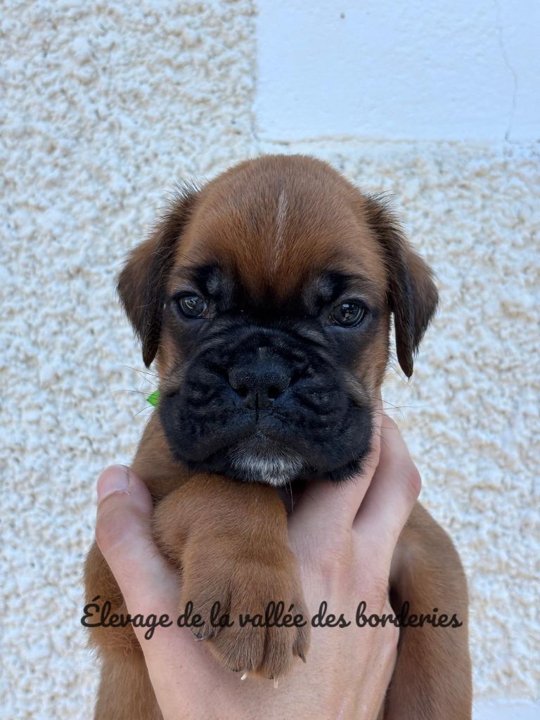 De La Vallée Des Borderies - Chiots disponibles - Boxer