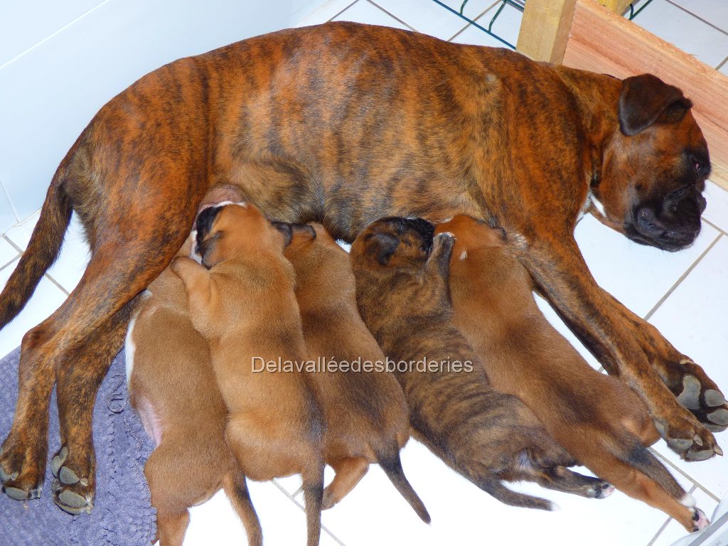 Chiot Boxer De La Vallée Des Borderies