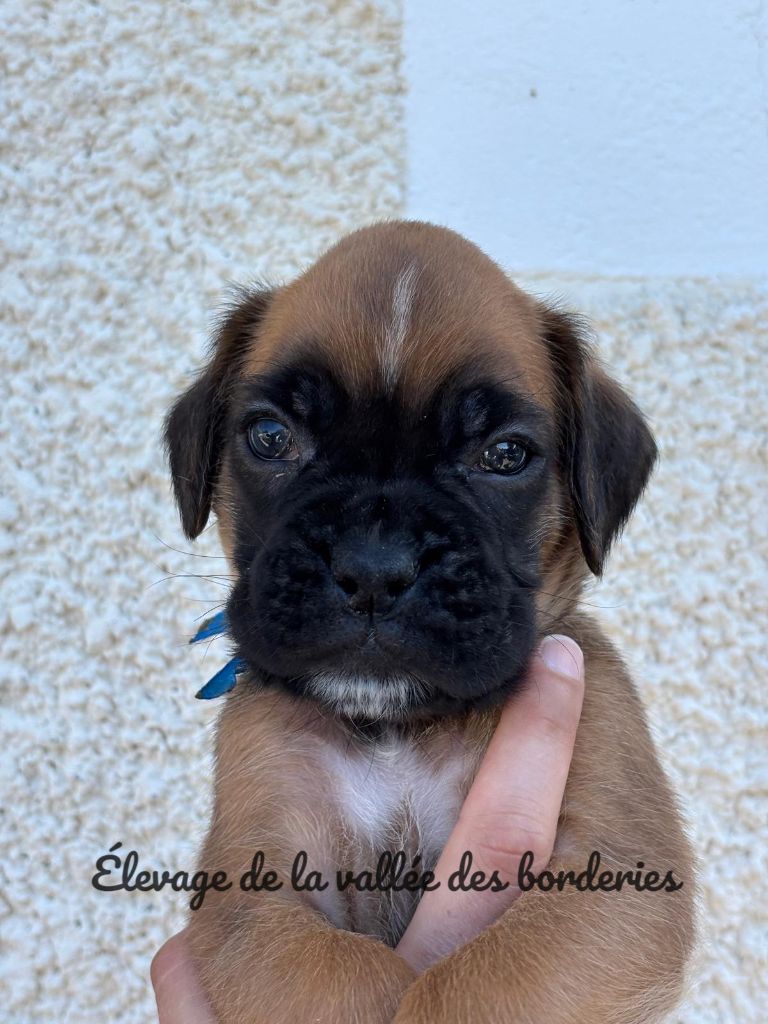 De La Vallée Des Borderies - Chiots disponibles - Boxer