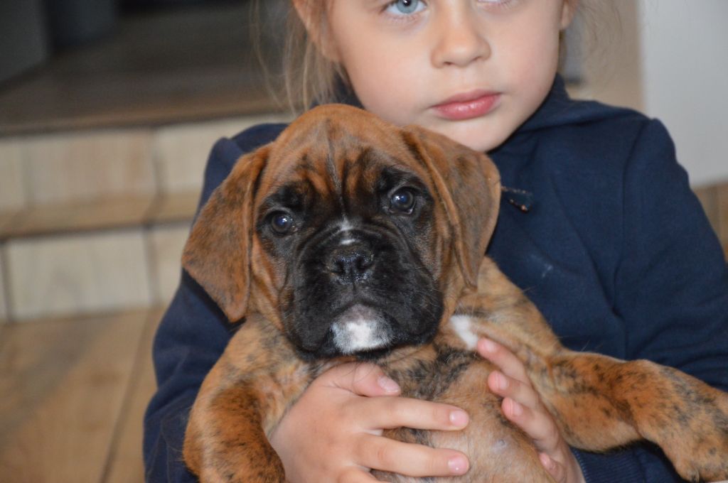 De La Vallée Des Borderies - Chiots disponibles - Boxer