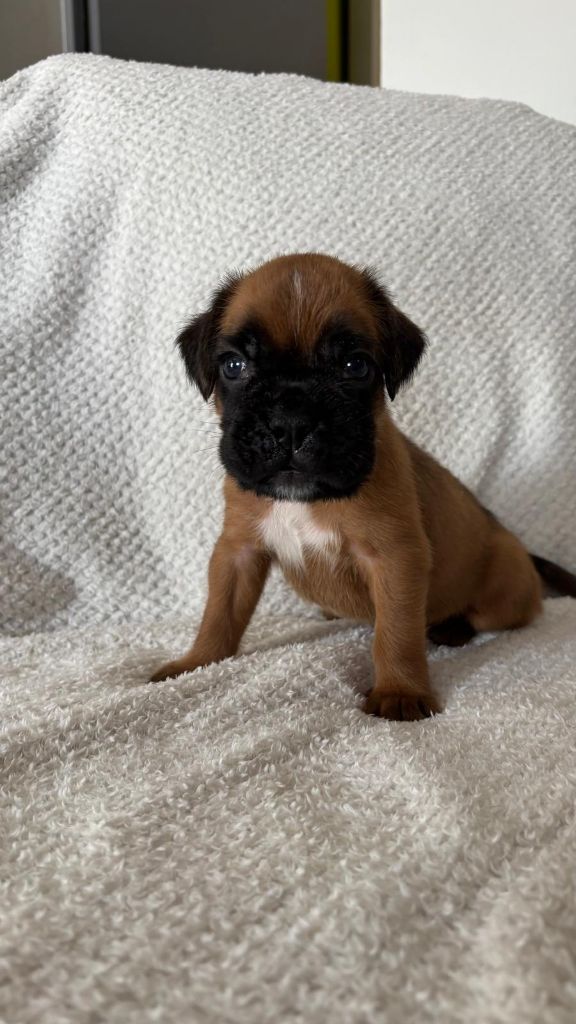 De La Vallée Des Borderies - Chiots disponibles - Boxer