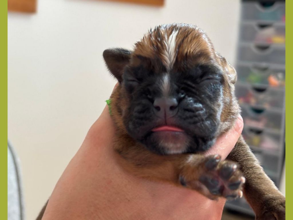 De La Vallée Des Borderies - Chiots disponibles - Boxer