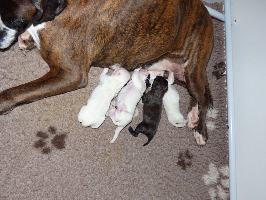 Chiot Boxer De La Vallée Des Borderies