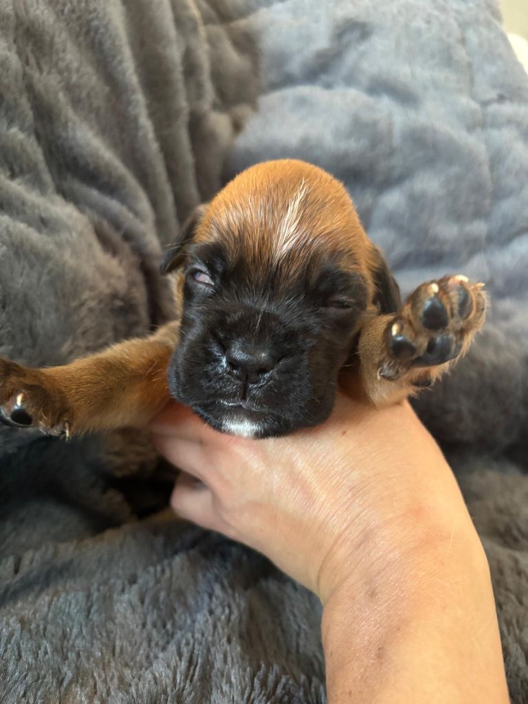 De La Vallée Des Borderies - Chiots disponibles - Boxer