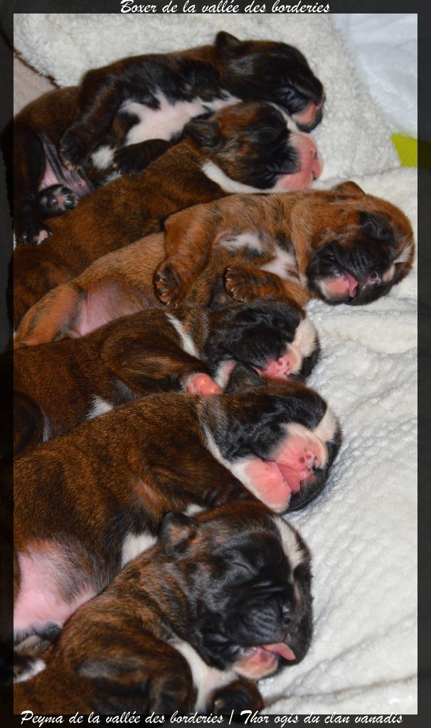 Chiot Boxer De La Vallée Des Borderies