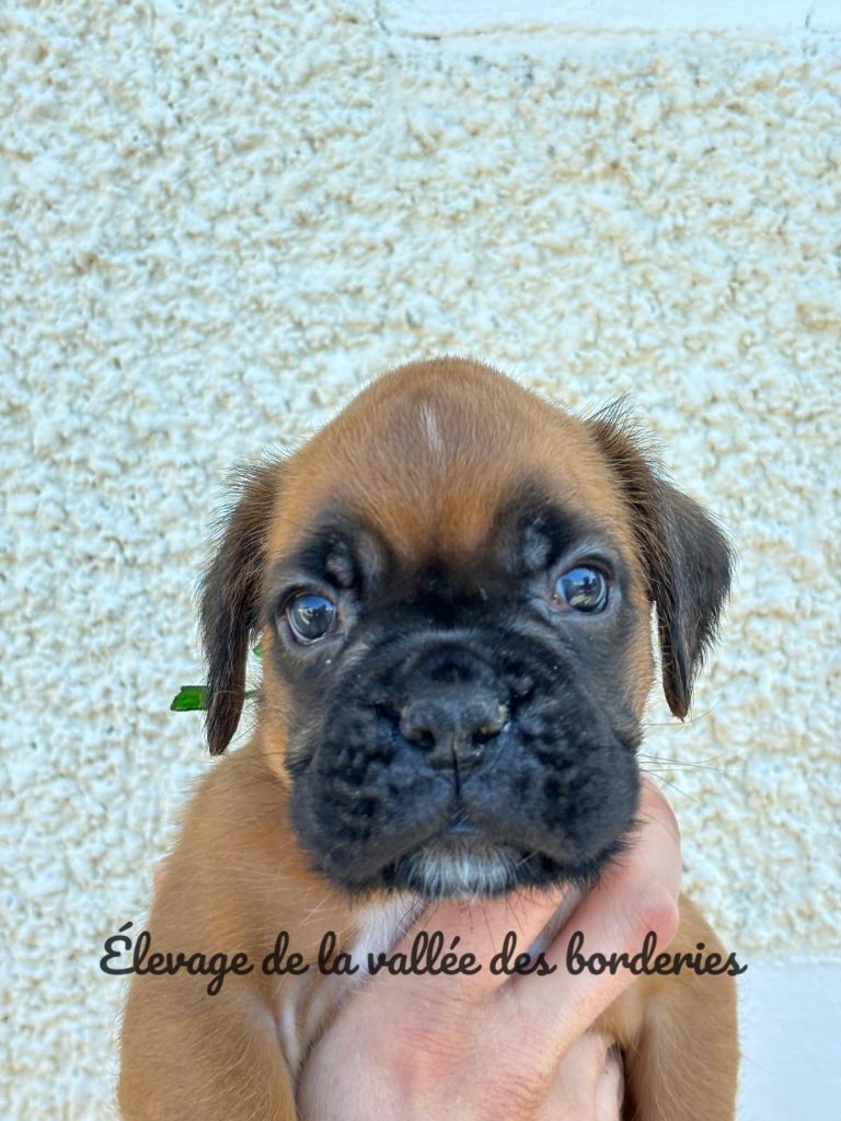 De La Vallée Des Borderies - Chiots disponibles - Boxer