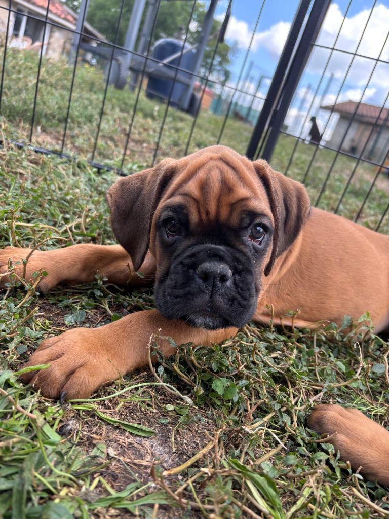 De La Vallée Des Borderies - Chiots disponibles - Boxer