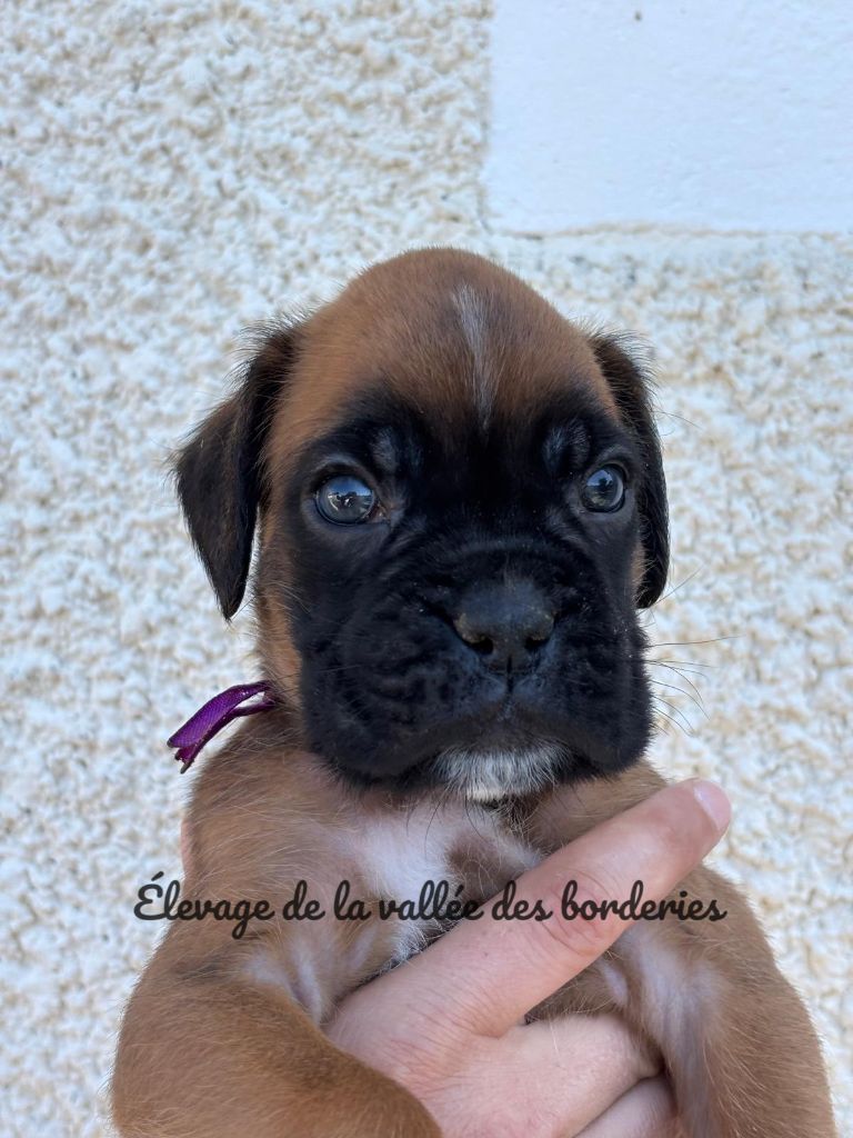 De La Vallée Des Borderies - Chiots disponibles - Boxer