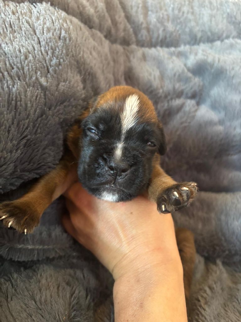 De La Vallée Des Borderies - Chiots disponibles - Boxer