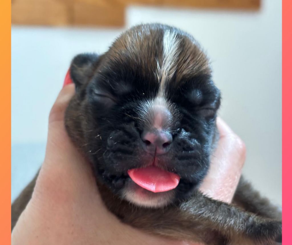De La Vallée Des Borderies - Chiots disponibles - Boxer