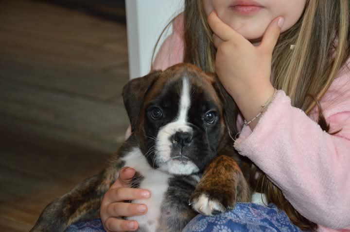 De La Vallée Des Borderies - Chiots disponibles - Boxer