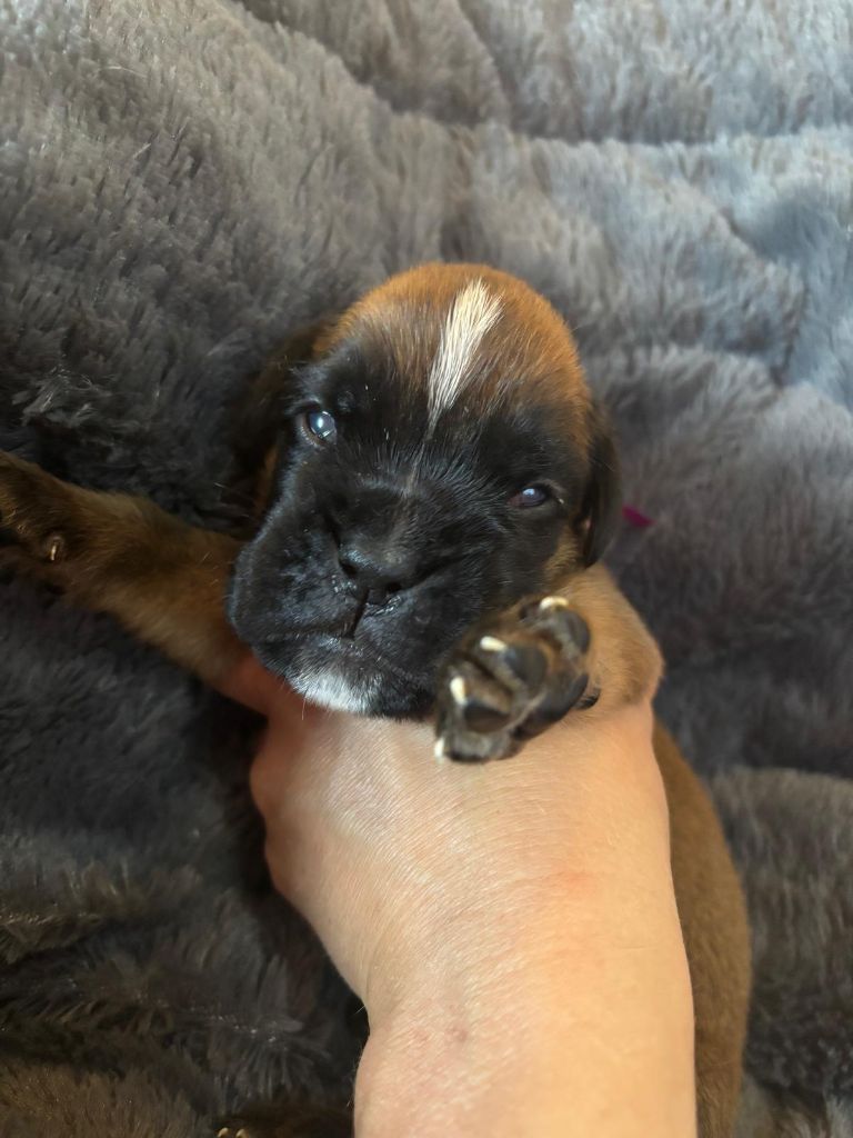De La Vallée Des Borderies - Chiots disponibles - Boxer
