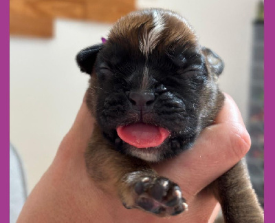 CHIOT